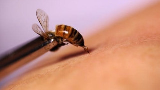 Пчелна отрова ще ни спасява от рак?