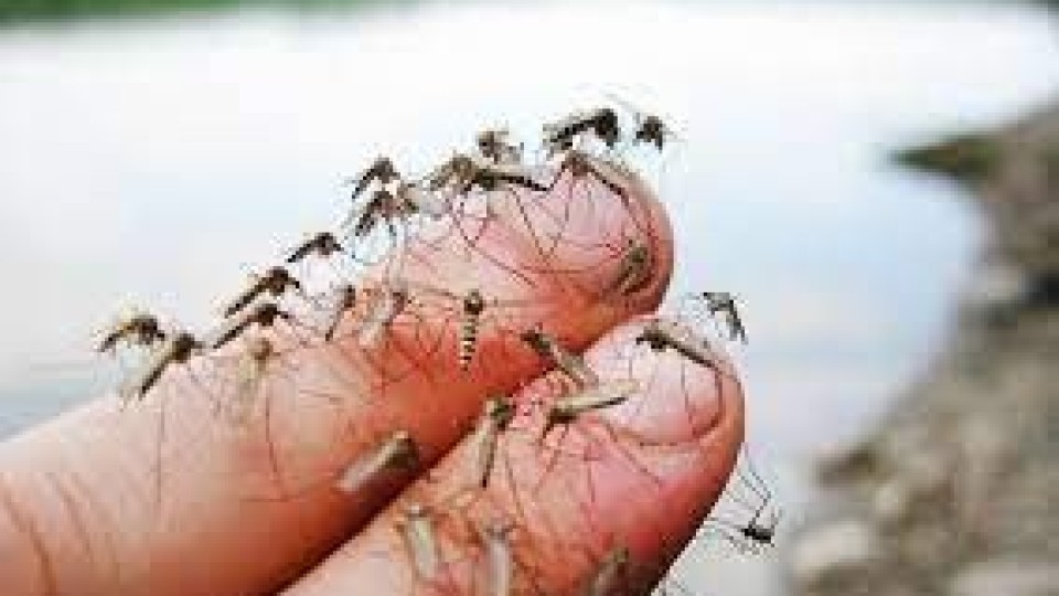 Супер ефикасен начин да се отървем от жилещите комари