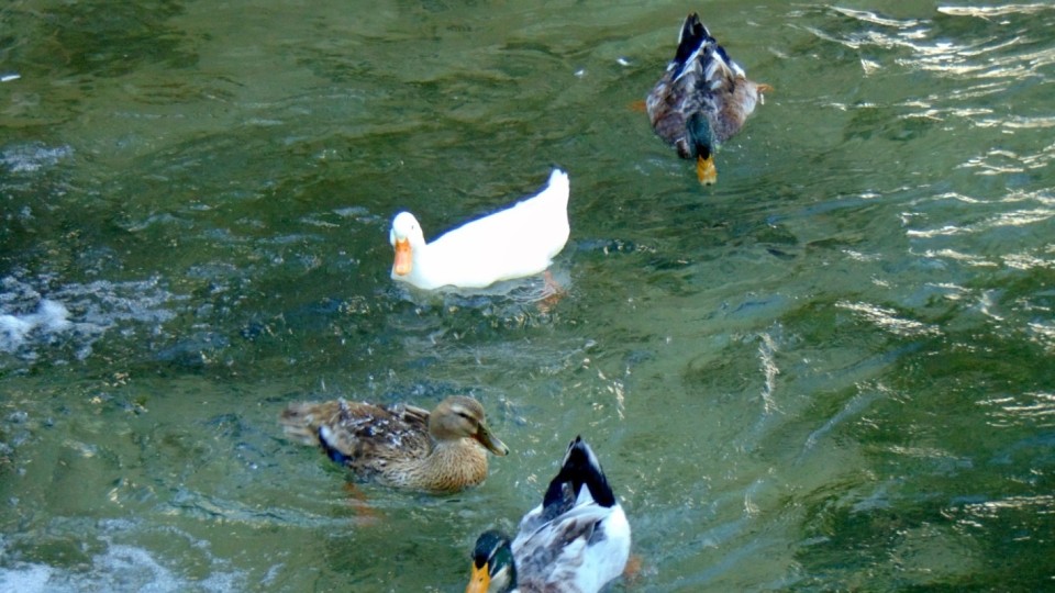 Експерти предупреждават: Не се къпете във вода, в която плуват патици!