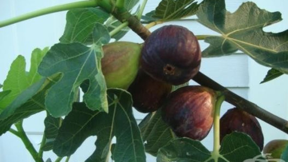 Три смокинови листа на ден ни спасяват от диабет