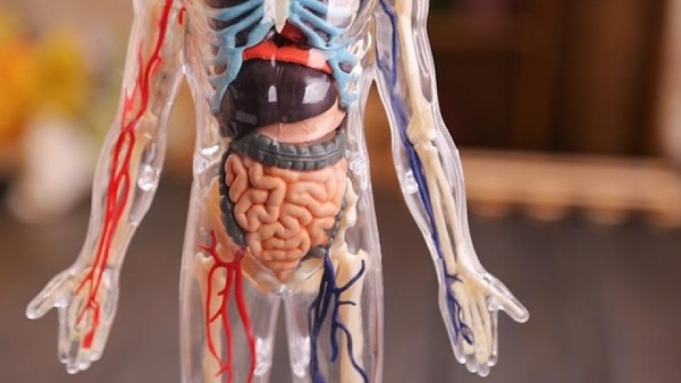Революция: Швейцарски учени откриха нов орган в тялото ни!