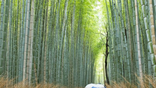 Шинрин-йоку или японски начин да се справим със стреса и депресията