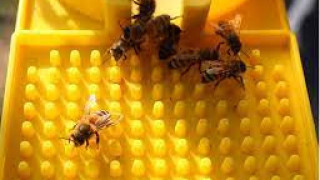 Пчелен продукт ни защитава от летните вируси и засилва имунитета
