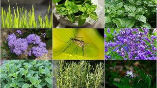 Има спасение: Стайни растения, които гонят комарите и насекомите