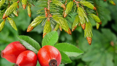 Вълшебният еликсир на проф. Ефремов: Чисти кръвта, черния дроб и ни подмладява