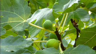 В Индия го наричат дървото на бедните! Листата му са по-лековити от плода (Рецепти)