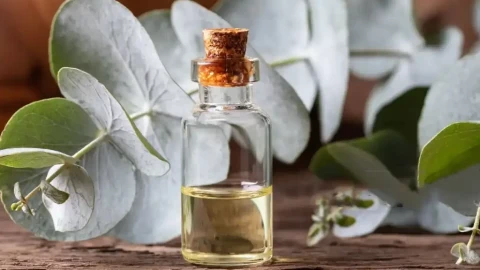 Какво още не знаете за евкалипта? Маслото от това растение лекува много заболявания