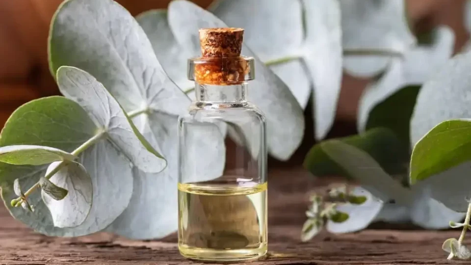 Какво още не знаете за евкалипта? Маслото от това растение лекува много заболявания