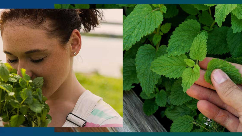 Билката мента ни помага при много заболявания! Но ето кога може и да ни навреди