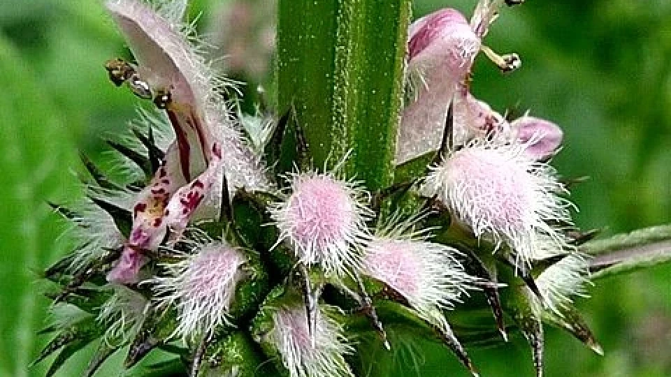 Дяволската уста е панацея за много болести ( В китайската медицина билката е царица)