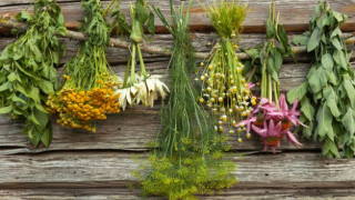 Жените не могат без тази магическа билка!Спасява ги от болки и страдания