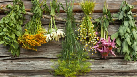 Жените не могат без тази магическа билка!Спасява ги от болки и страдания