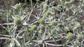 Имате проблеми с простатата жлеза?Тази билка помага срещу болки и възпаления