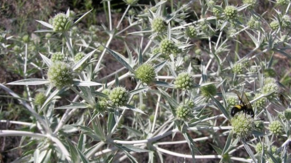 Имате проблеми с простатата жлеза?Тази билка помага срещу болки и възпаления