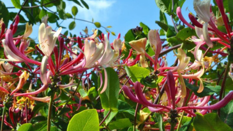 Чародейна е! С тази билка забравяте болка и болести