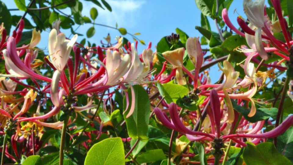 Чародейна е! С тази билка забравяте болка и болести