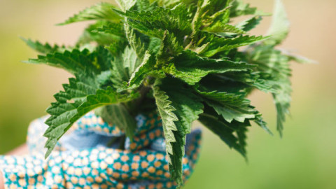 Не я пренебрегвайте! Копривата е уникална аптека за здравето