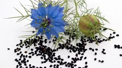 Чудо! Библейска билка ни спасява от куп опасни болести