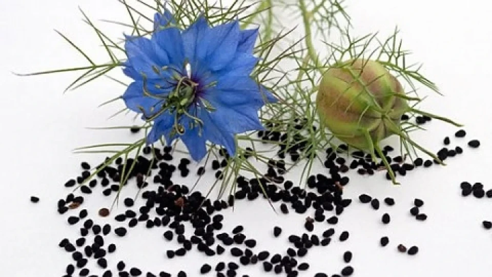 Чудо! Библейска билка ни спасява от куп опасни болести