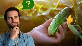 Защо горчиви краставици? И какви ползи носят за тялото ни