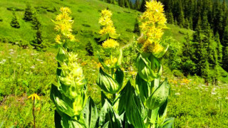 Доказано! Тинтявата се справя успешно със супербактерии