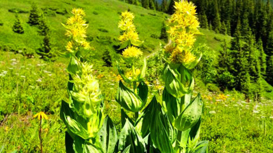 Доказано! Тинтявата се справя успешно със супербактерии