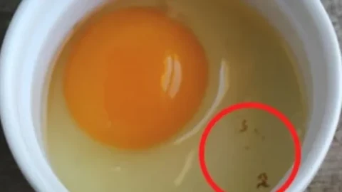 Опасни ли са червените петна и другите аномалии по яйцата?